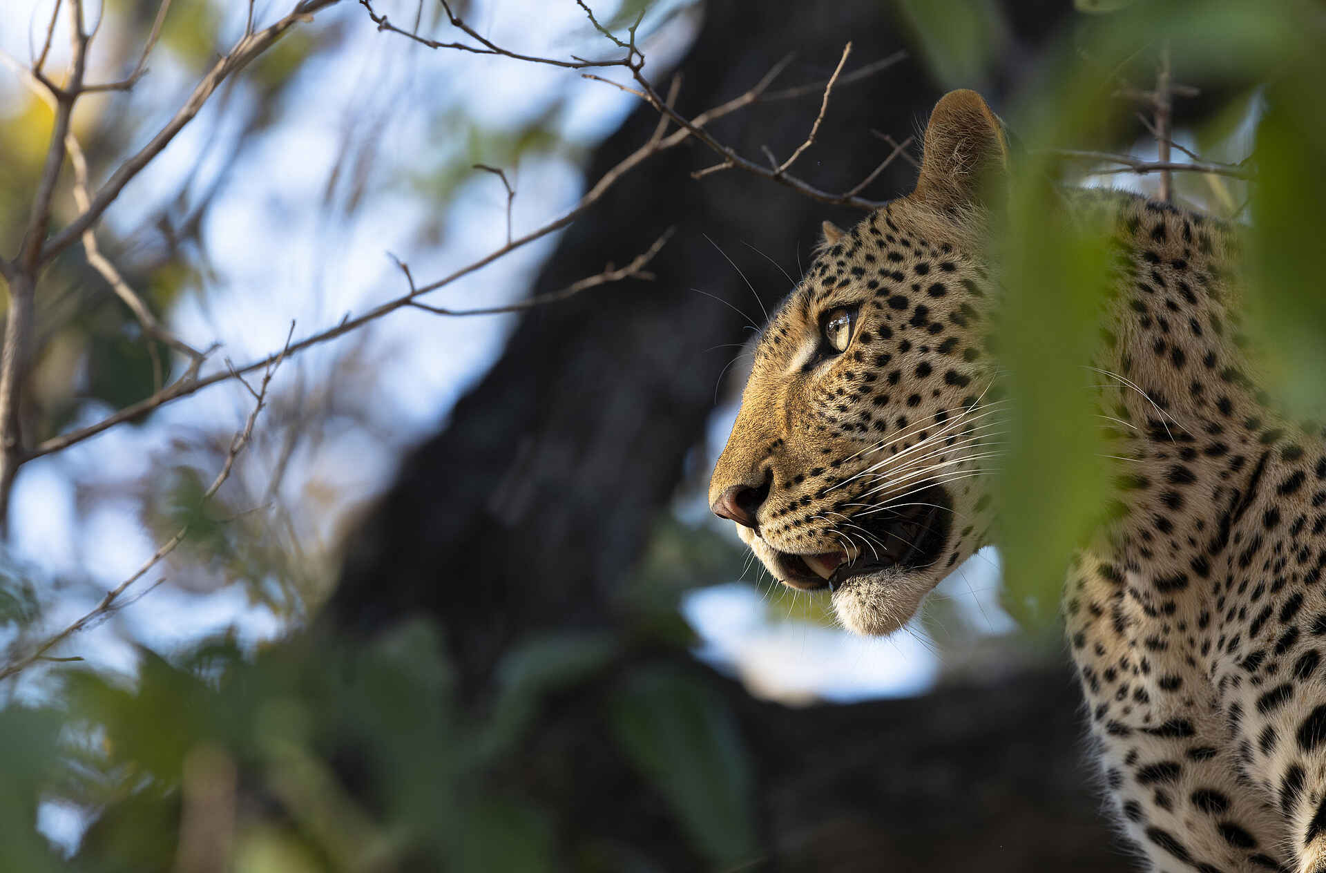 Kulandila Camp: Ein Leopard