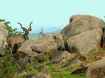 Kwihala Camp: Einsame Antilope