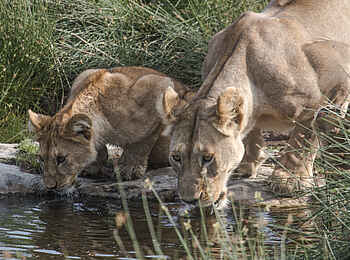 Kwihala Camp: Löwenmutter mit Jungtier am Wasserloch