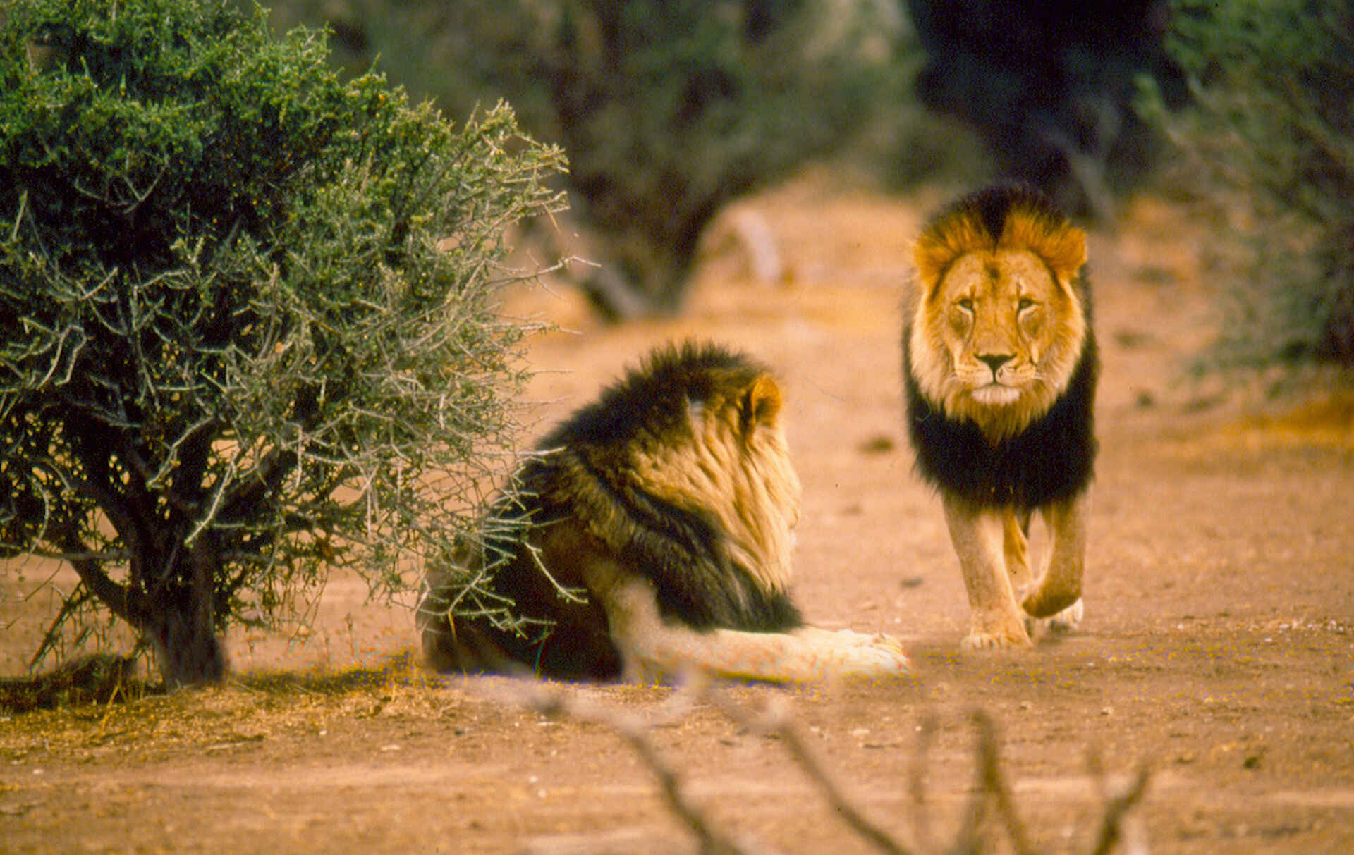 Mashatu Main Camp: Männliche Löwen