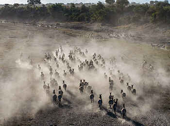 Meno a Kwena Camp: Zebra Herde Meno a Kwena Camp: Zebra Herde
