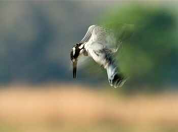 Norman Carr Safaris: Graufischer