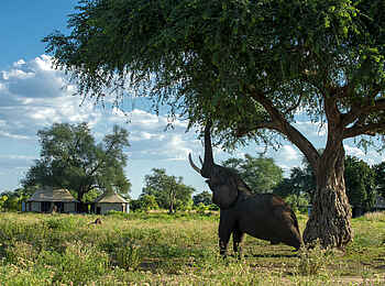Nyamatusi Mahogany: Nachmittags-Snack