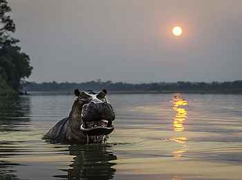 Robin Pope Safaris: Nilpferd im Sonnenuntergang
