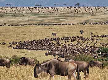 Serian's Serengeti South Camp: Gnus