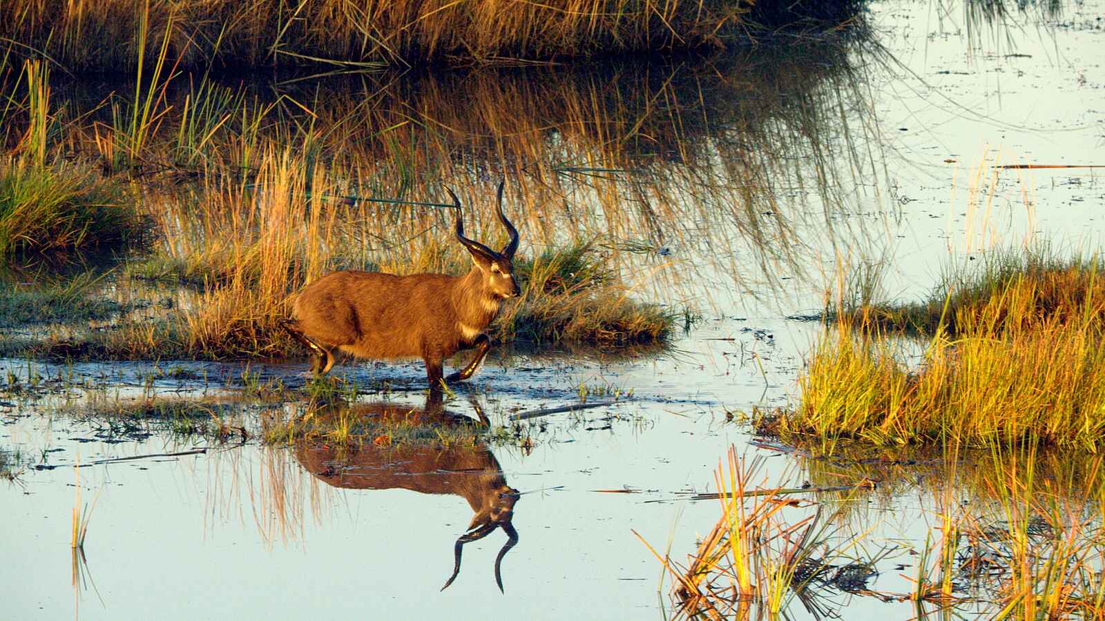 Sitatunga Private Island Camp: Sitatunga-Antilope Sitatunga Private Island Camp: Sitatunga-Antilope