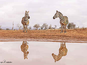 Soroi Lions Bluff Lodge: Zebras spiegeln sich im Wasser