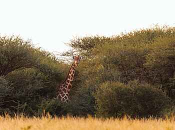 Thamo Telele Camp: Giraffe im Busch Thamo Telele Camp: Giraffe im Busch