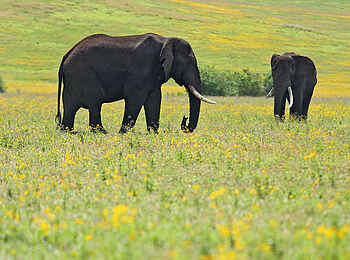 The Highlands Camp: Elefanten