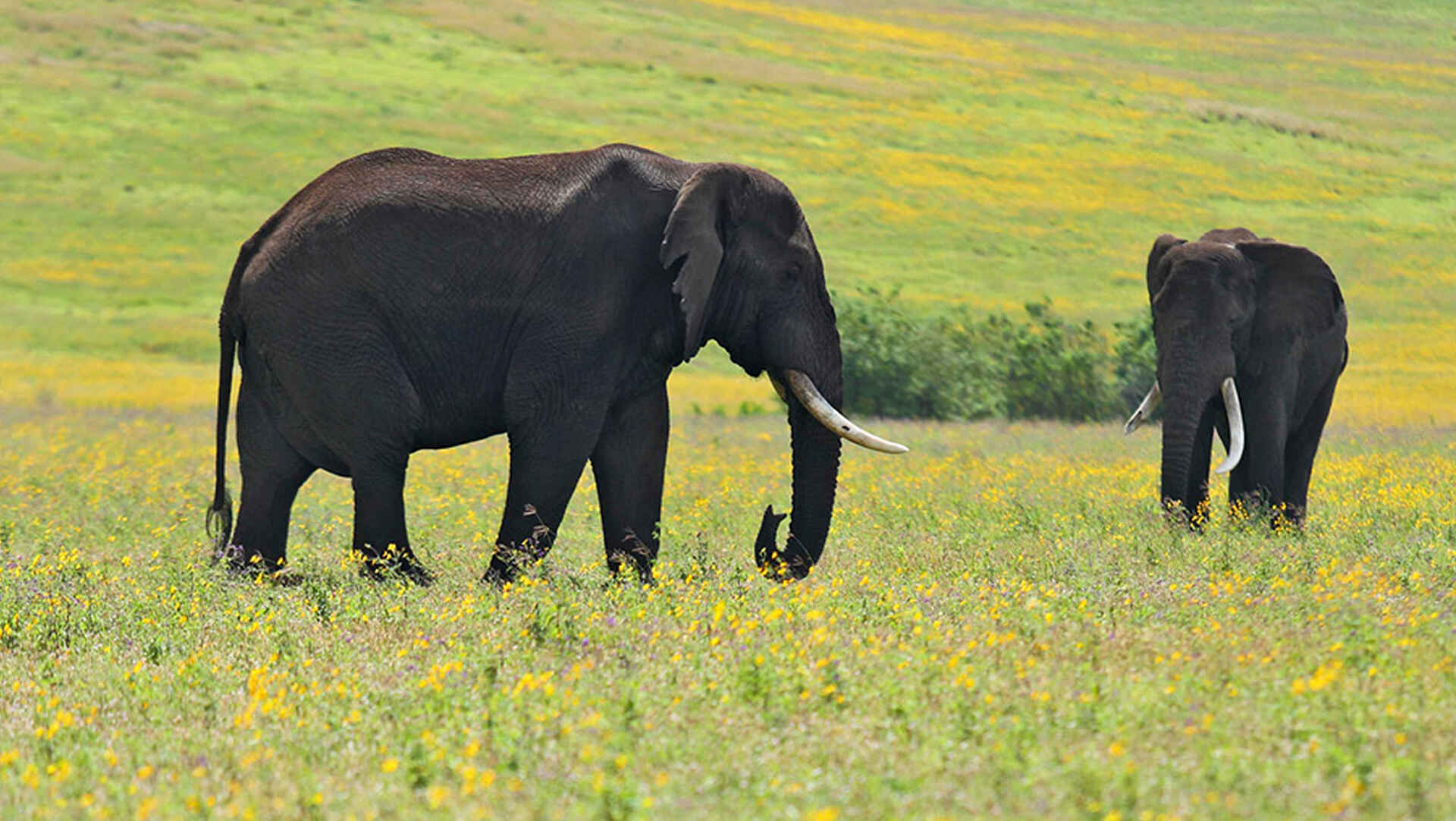 The Highlands Camp: Elefanten