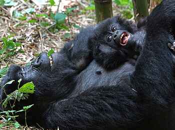 Volcanoes Bwindi Lodge: Gorillababy beim Kuscheln