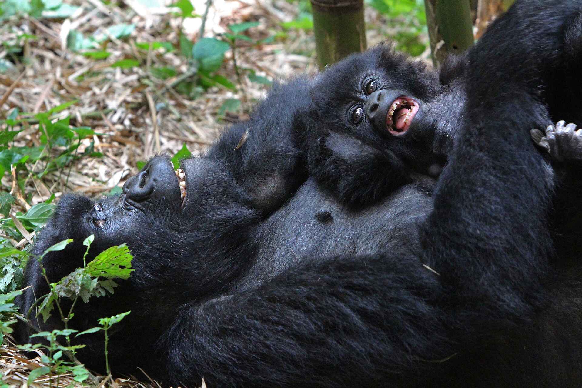 Volcanoes Bwindi Lodge: Gorillababy beim Kuscheln