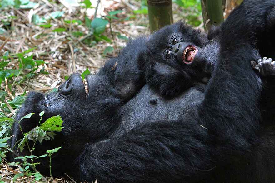 Volcanoes Bwindi Lodge: Gorillababy beim Kuscheln Volcanoes Bwindi Lodge: Gorillababy beim Kuscheln