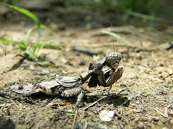 Wasa Lodge: Fangschrecke