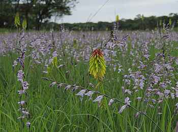 Wasa Lodge: Sumpfblüten