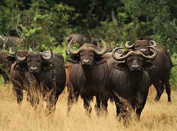 Kanga Expeditions: Büffelherde