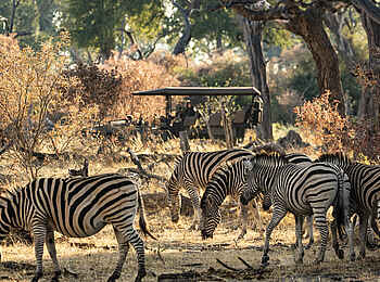 King's Pool Camp: Eine Zebraherde vor der Linse