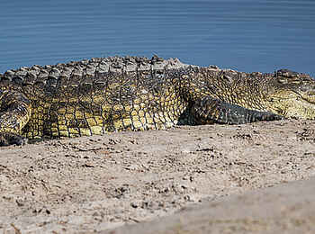 Robins Camp: Krokodil Robins Camp: Krokodil