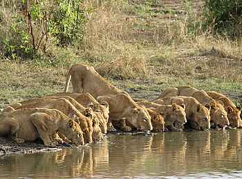 Sabi Sabi Little Bush Camp: Durstige Löwen