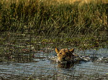 Selinda Camp: Löwe im Fluss