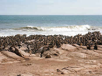 Shipwreck Lodge: Robbenkolonie in Mowe Bay Shipwreck Lodge: Robbenkolonie in Mowe Bay
