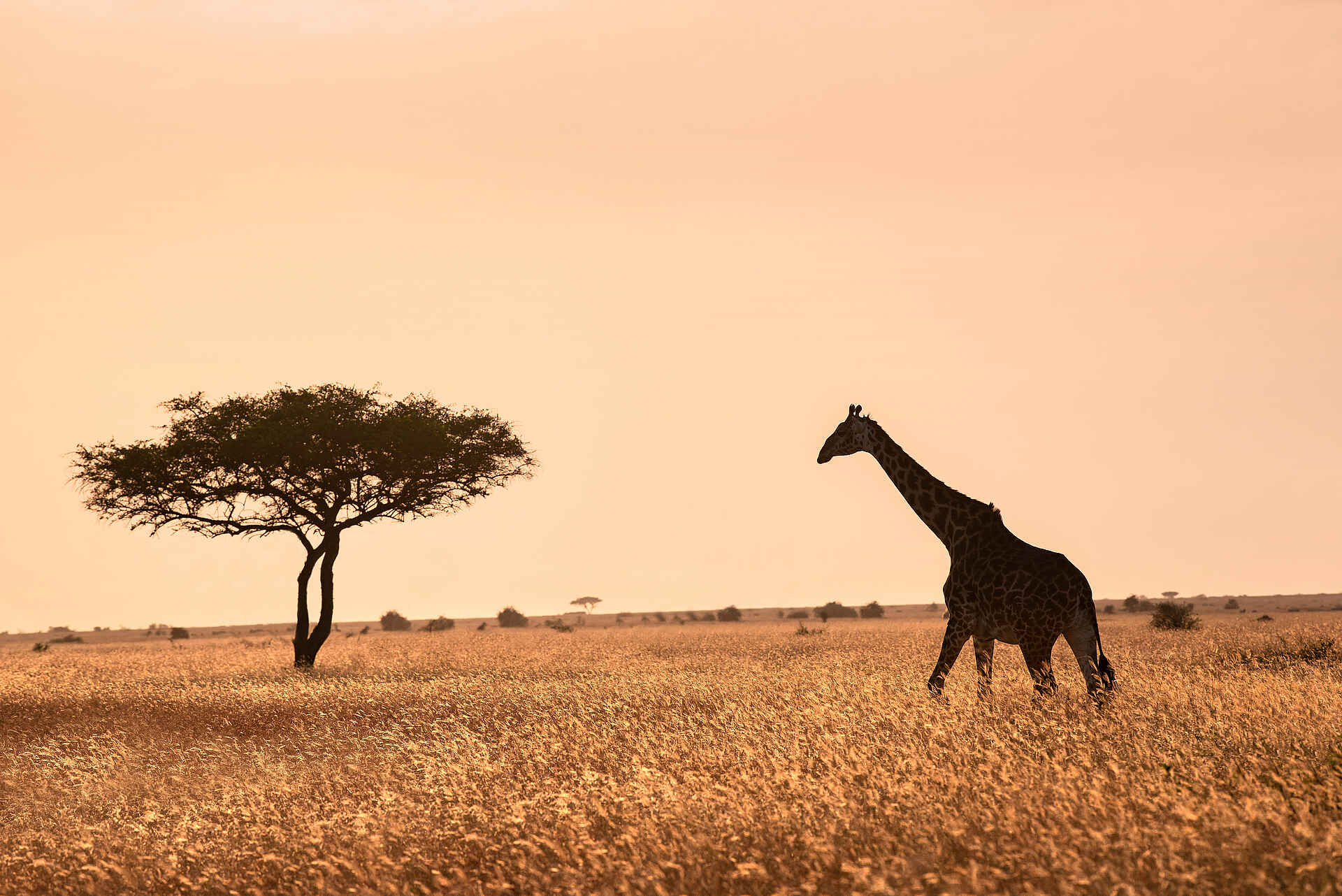 andBeyond Grumeti Serengeti River Lodge: Giraffe in der Serengeti