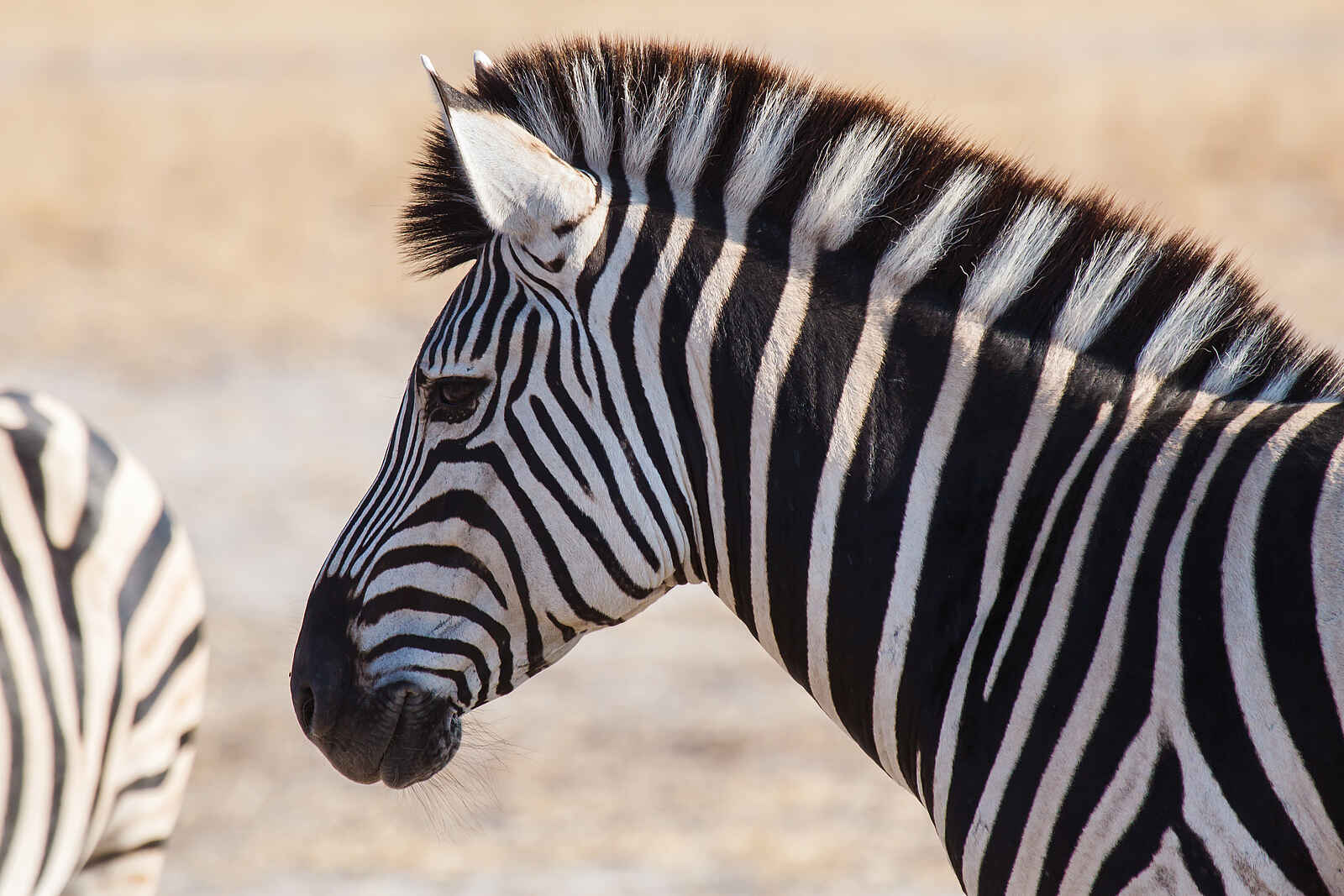 Belmond Savute Elephant Lodge: Zebra-Portrait Belmond Savute Elephant Lodge: Zebra-Portrait