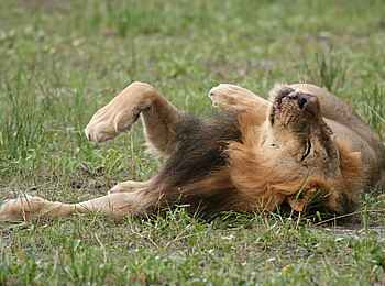 Bomani Tented Lodge: Löwe