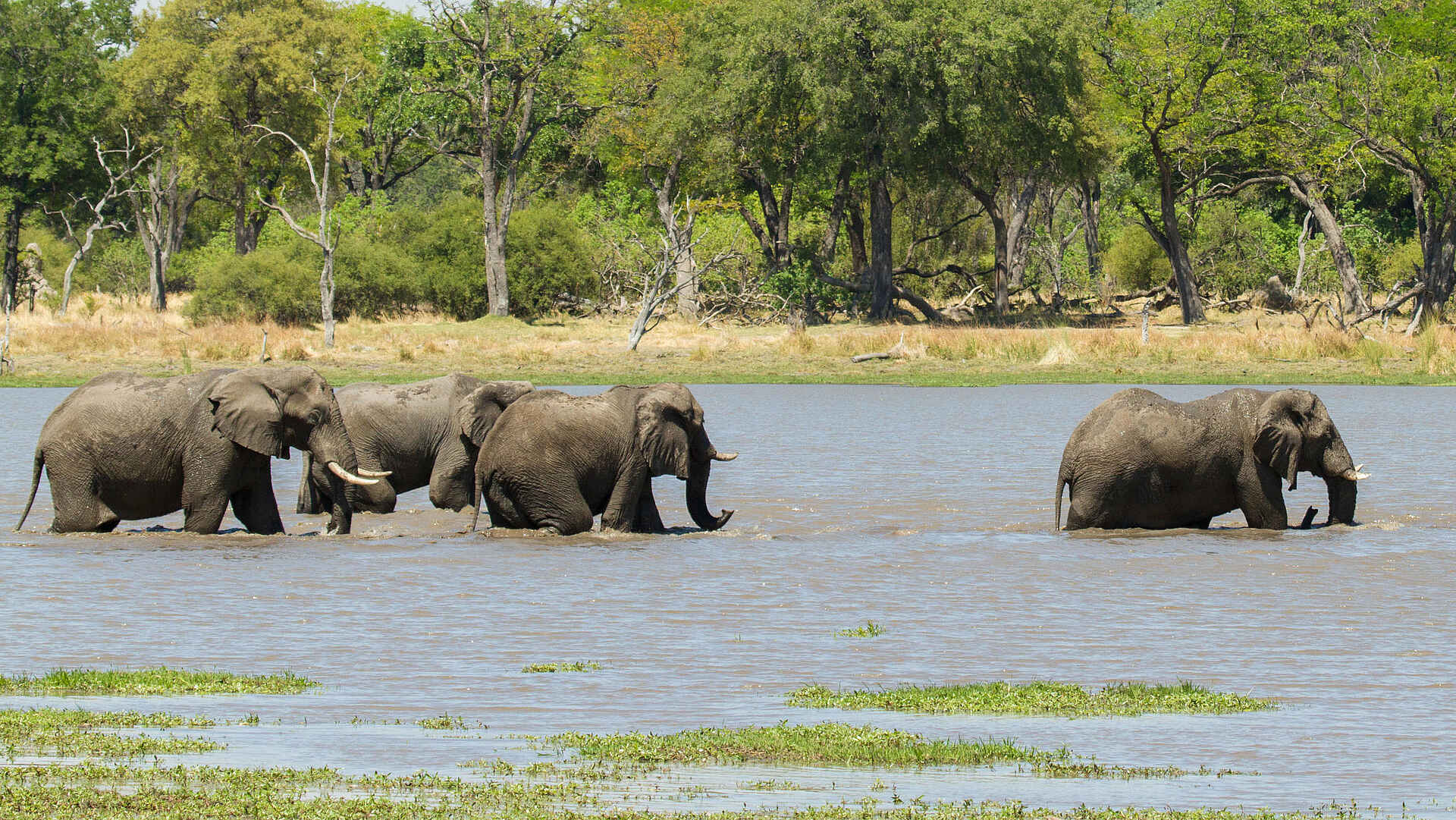 Camp Xakanaxa: Elefanten