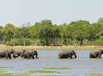 Camp Xakanaxa: Elefanten