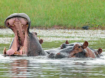 Changa Safari Camp: Nilpferde Changa Safari Camp: Nilpferde
