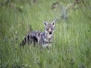 Chelinda Lodge: Streifenschakal