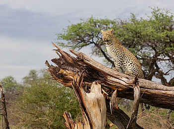 Chitabe Lediba: Leopard