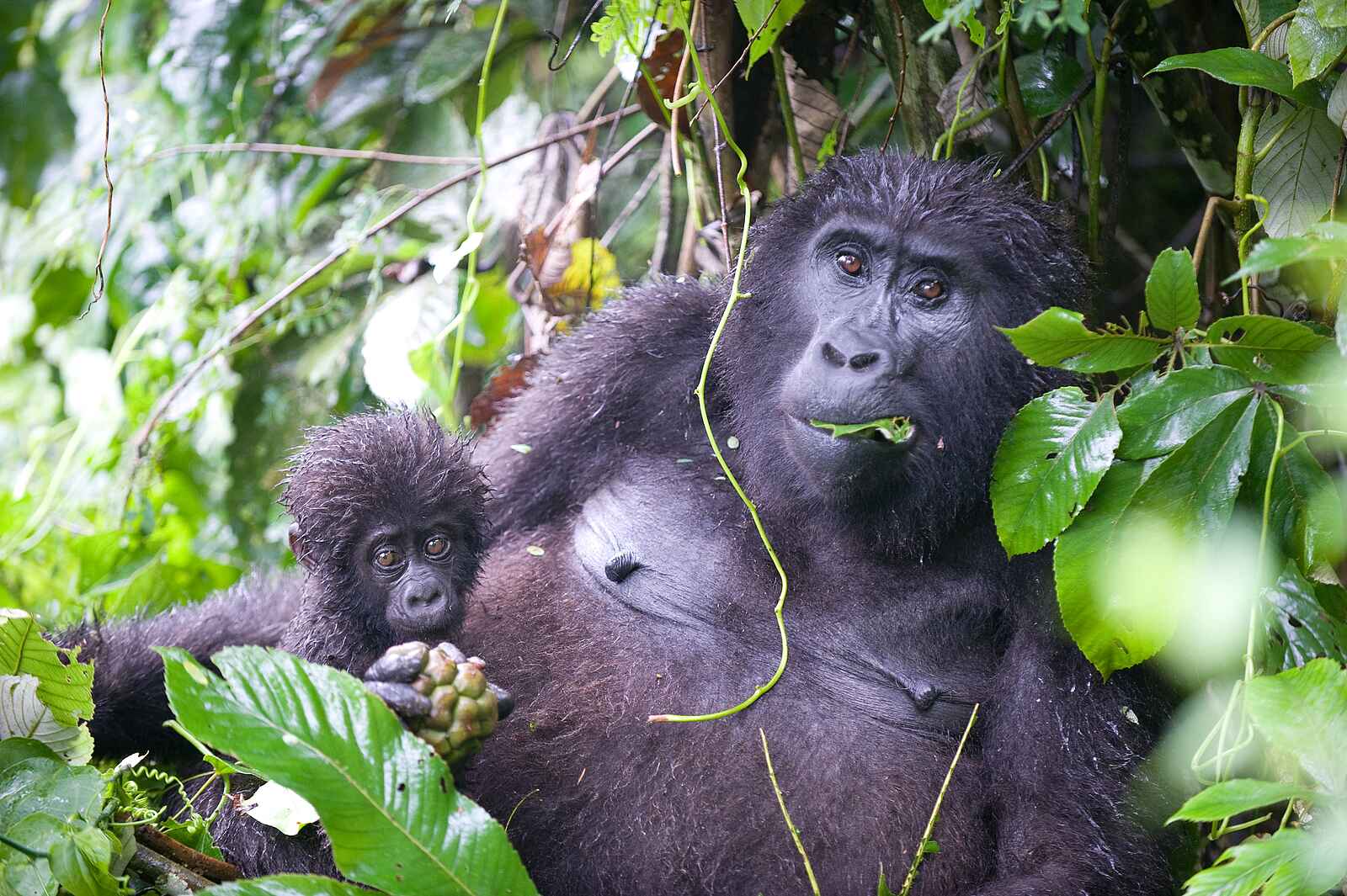 Clouds Mountain Gorilla Lodge: Gorillamutter mit Säugling Clouds Mountain Gorilla Lodge: Gorillamutter mit Säugling