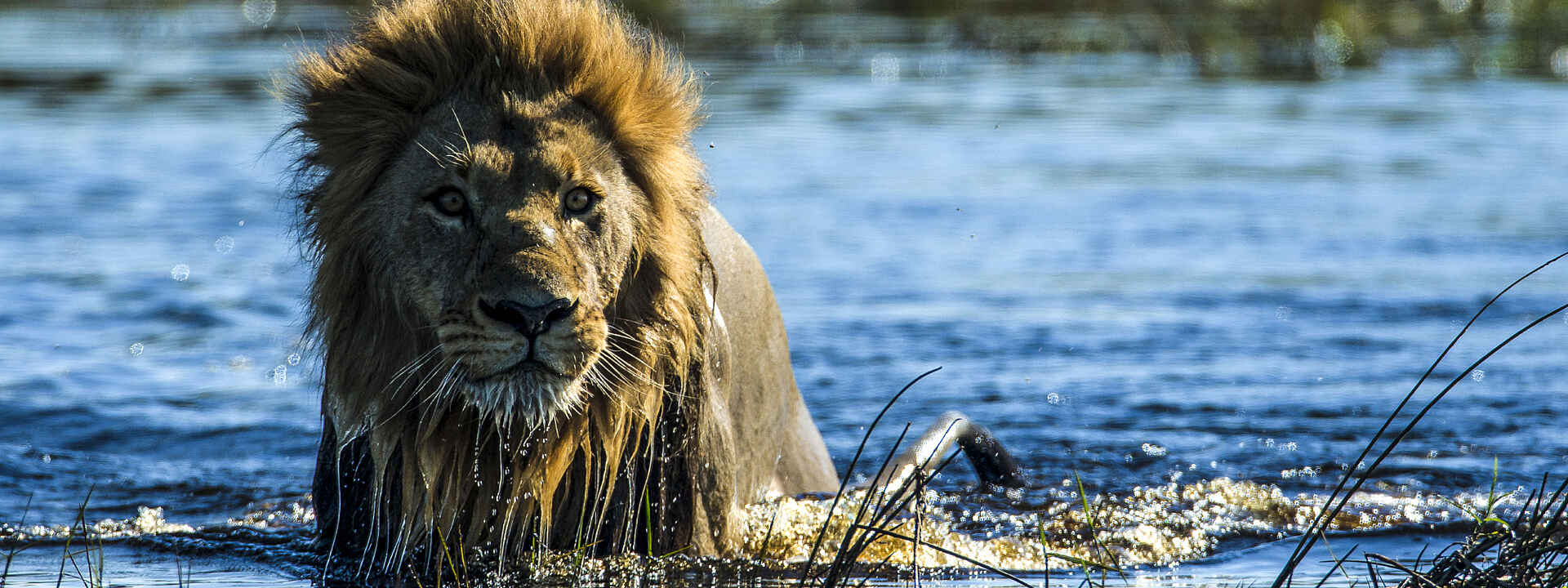 Duba Plains Camp: Löwe