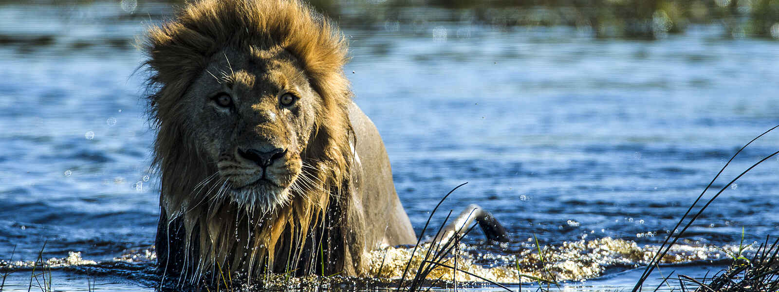 Duba Plains Camp: Löwe Duba Plains Camp: Löwe