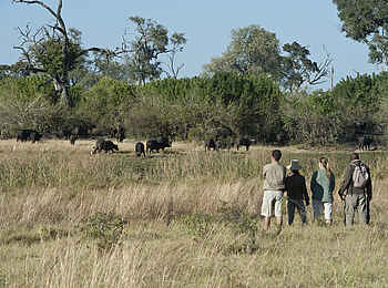 Duma Tau Camp: Walking Safari Duma Tau Camp: Walking Safari