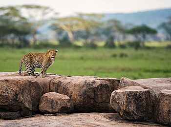 Dunia Camp: Leopard Dunia Camp: Leopard