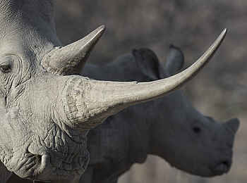 Encounter by Ongava: Breitmaulnashorn mit Kalb