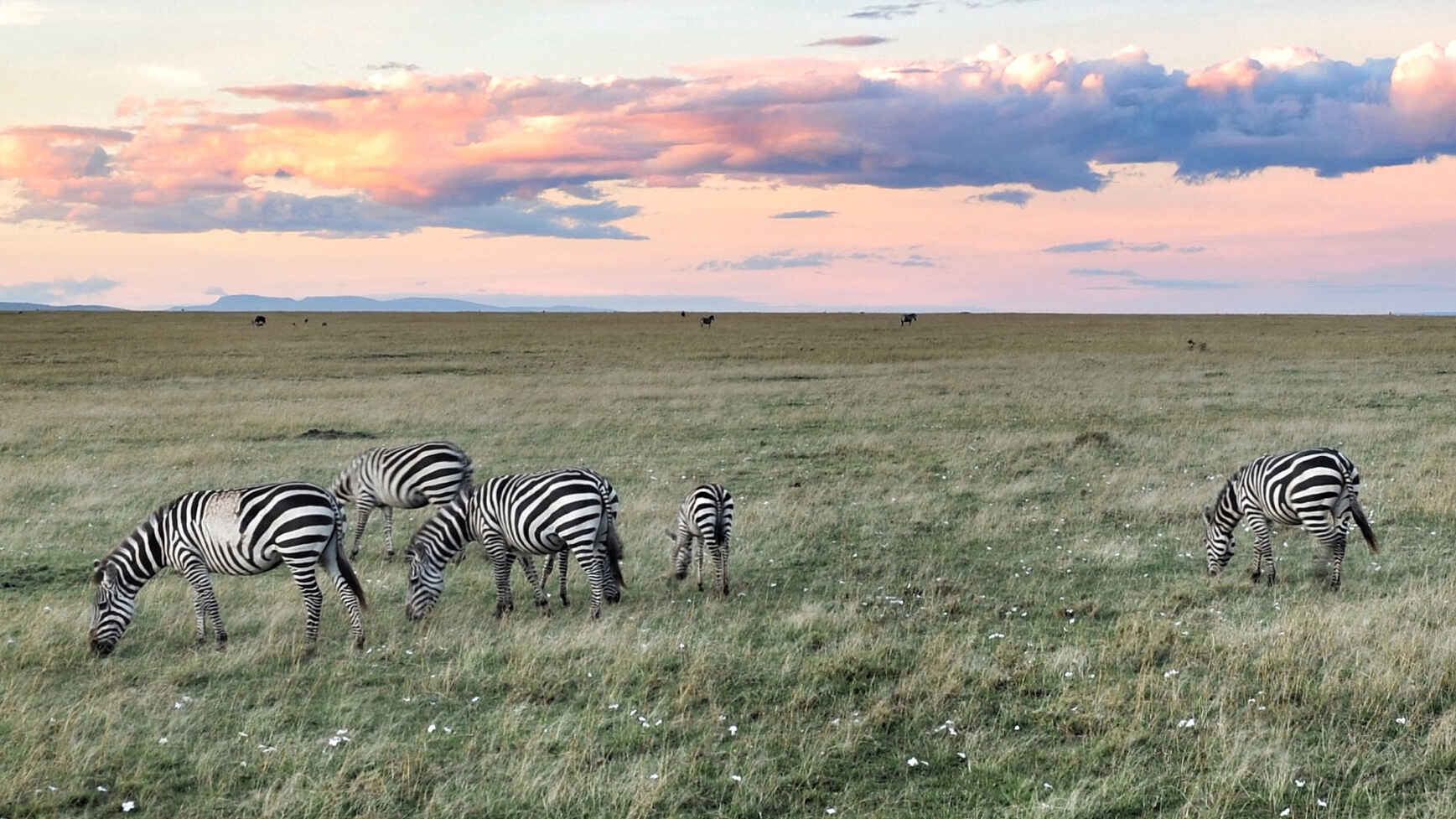 Encounter Mara Camp: Zebras