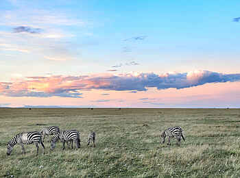 Encounter Mara Camp: Zebras