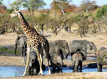 Ghoha Hills Savuti Lodge: Wildtiere am Wasserloch
