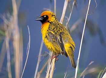 Hatari Lodge: Webervogel