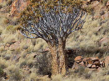 Hoodia Desert Lodge: Köcherbaum