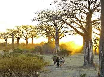 Jabali Private House: Baobabs