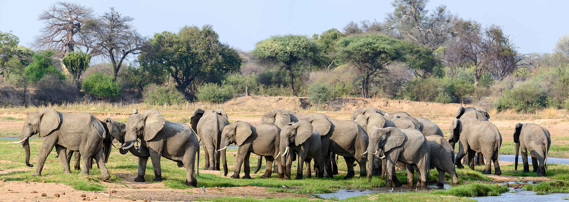 Jabali Ridge Camp: Eine Elefantenherde am Mwagusi Sand River Jabali Ridge Camp: Eine Elefantenherde am Mwagusi Sand River