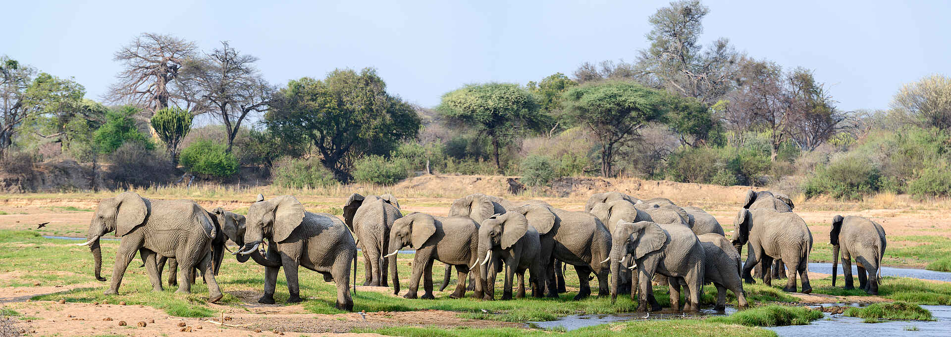 Jabali Ridge Camp: Eine Elefantenherde am Mwagusi Sand River Jabali Ridge Camp: Eine Elefantenherde am Mwagusi Sand River