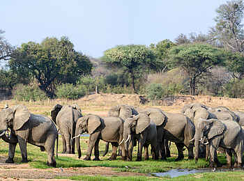 Jabali Ridge Camp: Eine Elefantenherde am Mwagusi Sand River