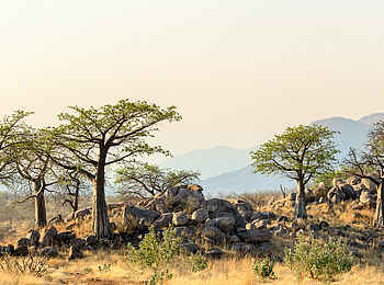 Jabali Ridge Camp: Landschaft des Ruaha Nationalparks Jabali Ridge Camp: Landschaft des Ruaha Nationalparks