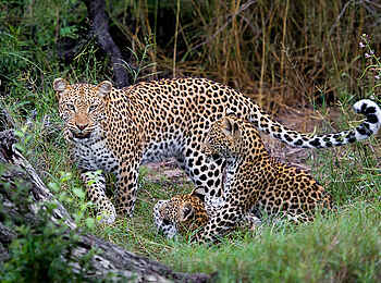 Jacana Camp: Leopardmutter mit Jungtieren Jacana Camp: Leopardmutter mit Jungtieren